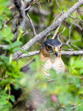 Male sparrowhawk on the watch in the green bushes
