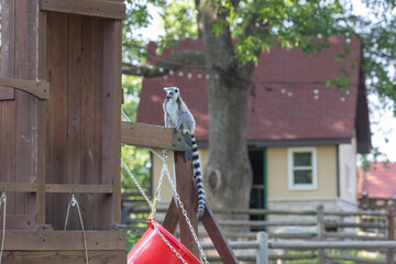 lemur standing on his post near his home at a local farm
