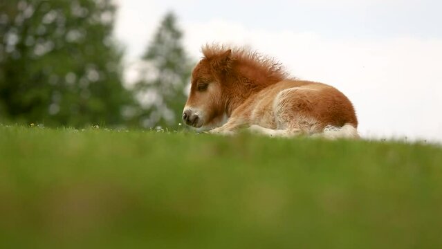 A cute little shetland pony foal resting on a pasture in spring outdoors