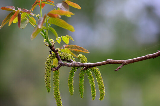inflorescences du noyer