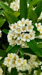 Pyracantha koidzumii or Taiwan firethorn, blooming flowers and leaves