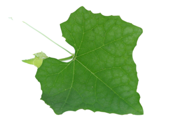 Cephalandra indica isolated on white background