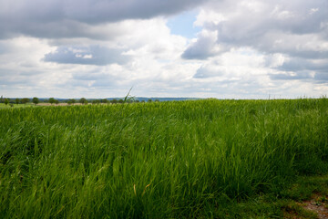 Fototapeta na wymiar Panoramic view of a green field with white clouds