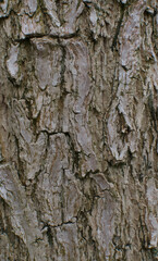Details of the bark of spathodea campanulata