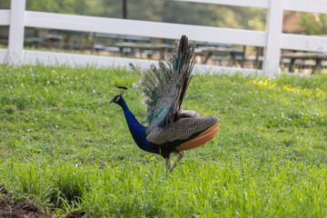 peacock at a local farm hanging in an open fiield 