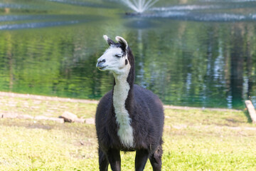 Obraz premium a llama walking in a field at a local farm in st louis