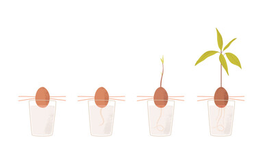 A flat vector illustration of the stages of avocado germination from a seed to a young tree. Avocado breeding at home. Isolated design on a white background.