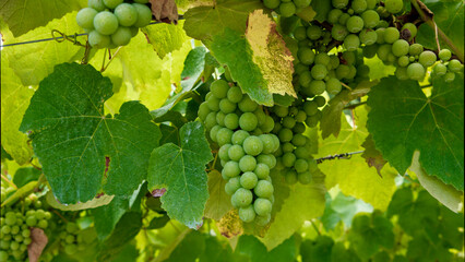 Uvas verdes 