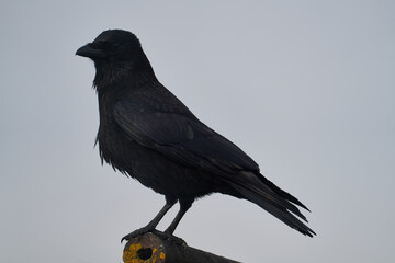 Raven perched on roof
