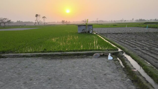Beautiful sunset over the Crop field, bogura, bangladesh