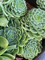 Obraz premium close up of succulents