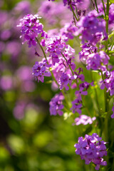 Fototapeta na wymiar flower bed with purple vervain flowers