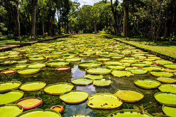 Seerosen im Sir Seewoosagur Ramgoolam Botanical Garden