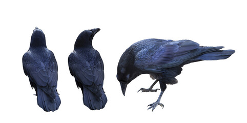 Black Ravens PNG files