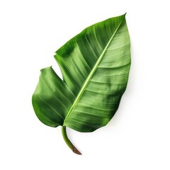 Banana plant leaf isolated on white background. Generative AI