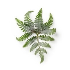 Coral fern leaf isolated on white background. Generative AI