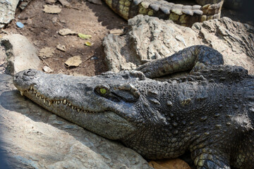 The thai crocodile rest on the garden