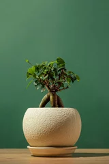 Schilderijen op glas A little tree shaped bonsai plant in a beige clay pot on a dark green background. © alexanderon