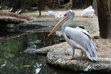The great white pelican bird in garden at thailand