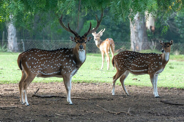 Naklejka na ściany i meble Axis deer in the Parque Zoologico Lecoq in the capital of Montevideo in Uruguay.