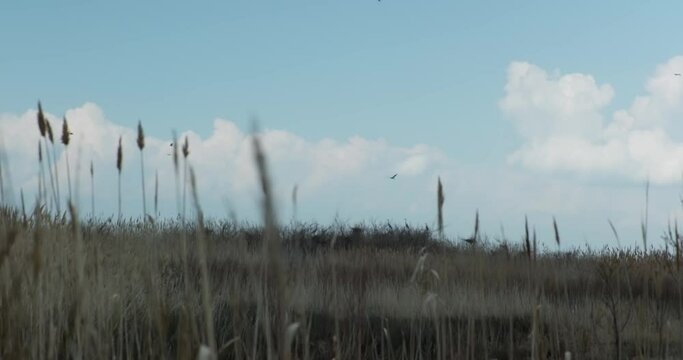 View of panarama grass meadows under a cloudy daytime sky with flying birds