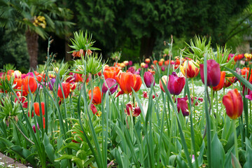 Les jolies tulipes en été