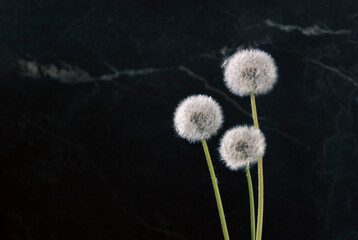 Three fluffy dandelions on a dark marble background
