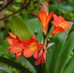 Fototapeta premium red and yellow lily