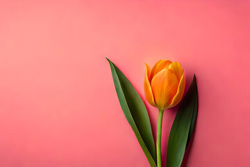 Top view, Orange tulip head on pink background, flat lay
