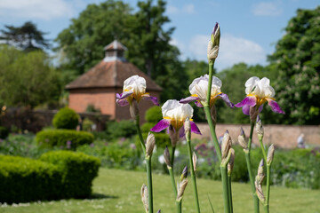 Iris flowers at the historic walled garden at Eastcote House, Hillingdon, UK. Dovecote in the...