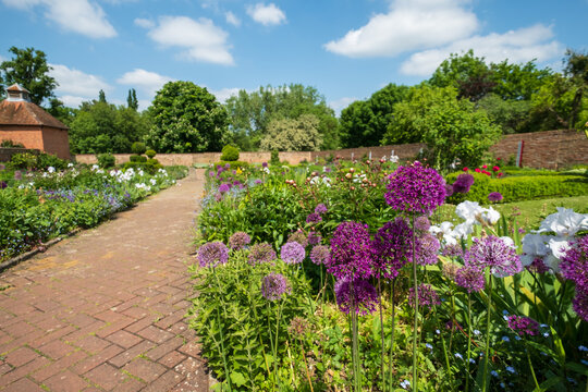 Stunning spherical purple allium flowers at the walled garden in the historical Eastcote House gardens, Eastcote Hillingdon, UK. 