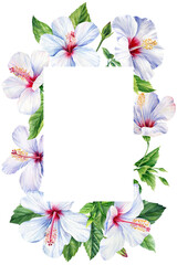 Hibiscus flowers frame, isolated white background, botanical illustration tropical watercolor illustration. Jungle plant