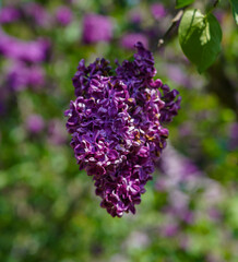 Fototapeta premium close up of lilac flowers