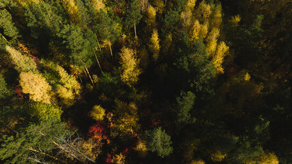 Naklejka na ściany i meble Flight over autumn forest. Beautiful autumn colors. Aerial view