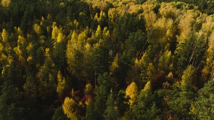 Fotobehang Flight over autumn forest. Beautiful autumn colors. Aerial view © GMisman