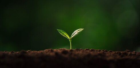 small tree growing with sunshine in garden. eco concept