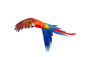 Obraz premium Scarlet macaw parrot flying isolated on transparent background png file 