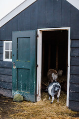 Gate of a barn with goats