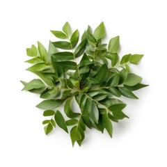 Curry leaves isolated on white background. Generative AI