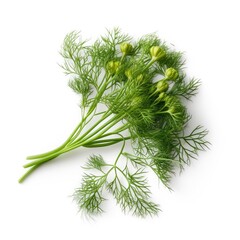 Dill weed isolated on white background. Generative AI