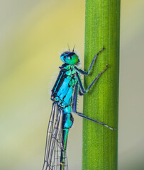 Common blue damselfly, enallagma cyathigerum insect resting grass stem. Macro animal background