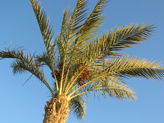 Obraz na płótnie Canvas Palm leaves on a background of blue sky. tropical tree