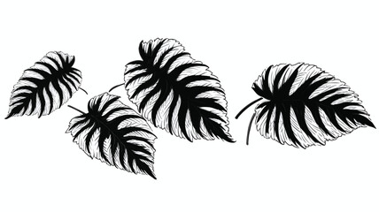 Fototapeta na wymiar palm tree silhouette, design elements, frames, calligraphic. Vector floral illustration with branches, berries, feathers and leaves. Nature frame on white background