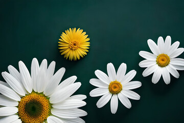 Top view, White daisy head on dark green background, flat lay