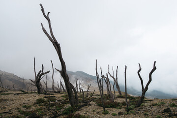 volcano landscape, dead forest, mysterious nature