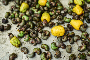 unpeeled cashew fruit nut in shell fruit, harvesting cashews on a farm