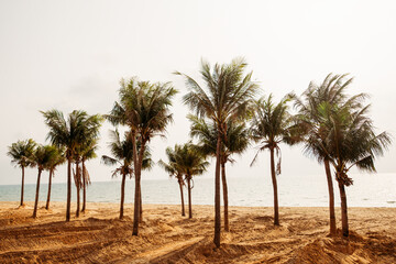 palm trees on the sand by the sea in summer