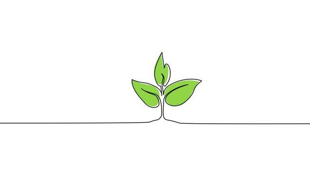 animated colored continuous single line drawing of young plant, growth concept line art animation