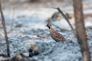 Black-throated Bobwhite