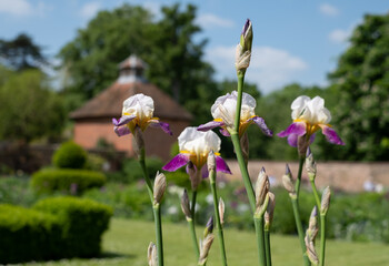 Iris flowers at the historic walled garden at Eastcote House, Hillingdon, UK. Dovecote in the background.